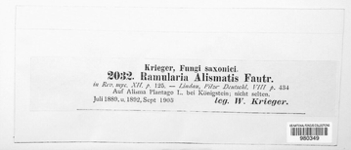 Ramularia alismatis image